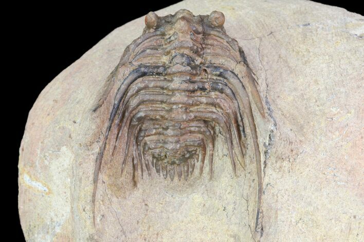 Spiny Leonaspis Trilobite From Morocco #75475
